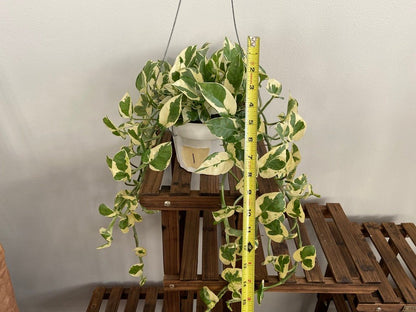 Pothos "N Joy" - 6" (Hanging) - The Succulent City
