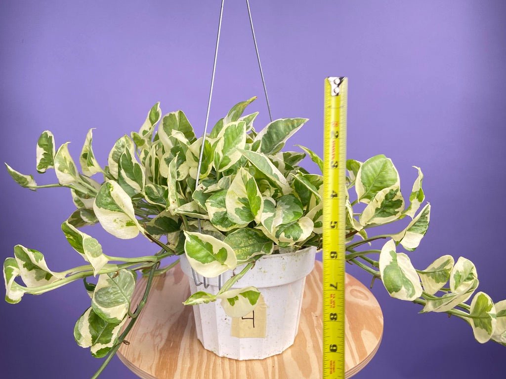 Pothos "N Joy" - 6" (Hanging) - The Succulent City