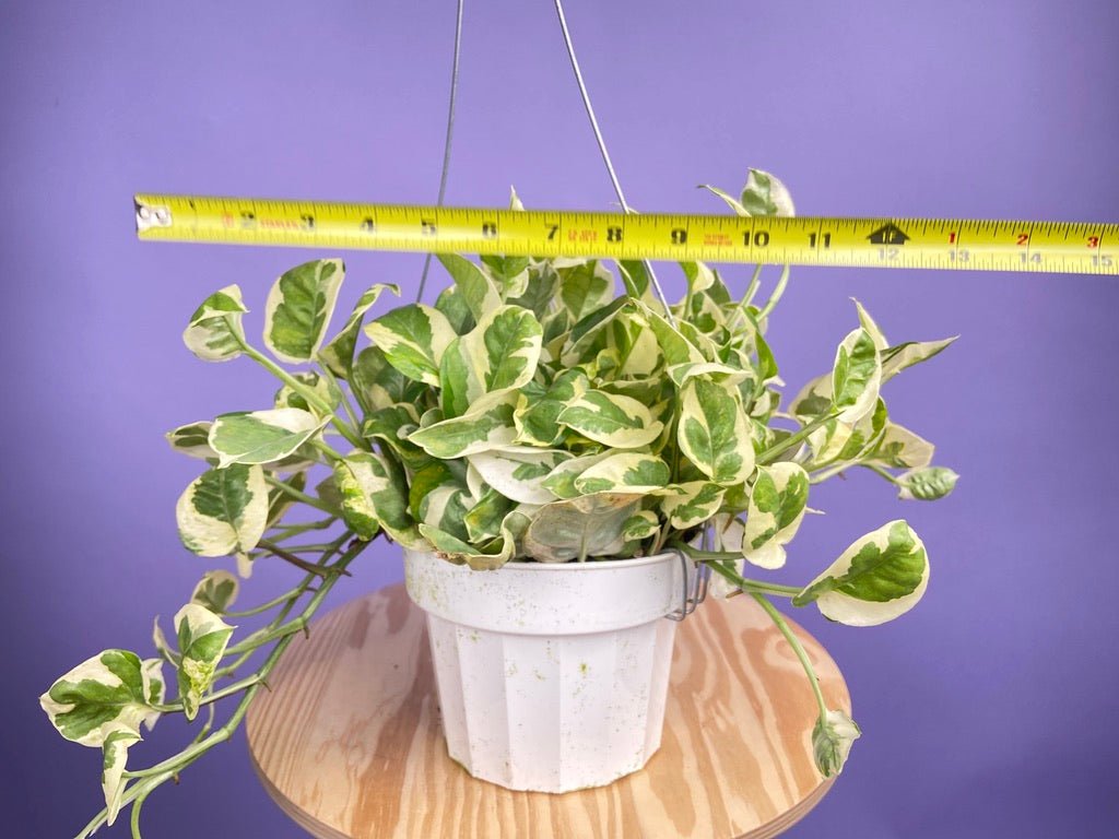 Pothos "N Joy" - 6" (Hanging) - The Succulent City