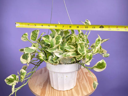 Pothos "N Joy" - 6" (Hanging) - The Succulent City
