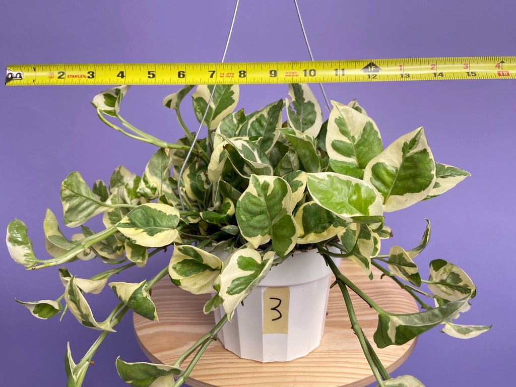 Pothos "N Joy" - 6" (Hanging) - The Succulent City