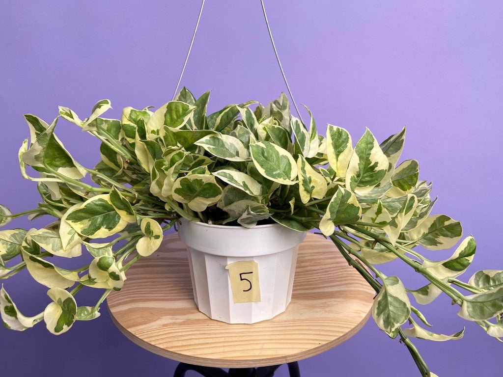 Pothos "N Joy" - 6" (Hanging) - The Succulent City