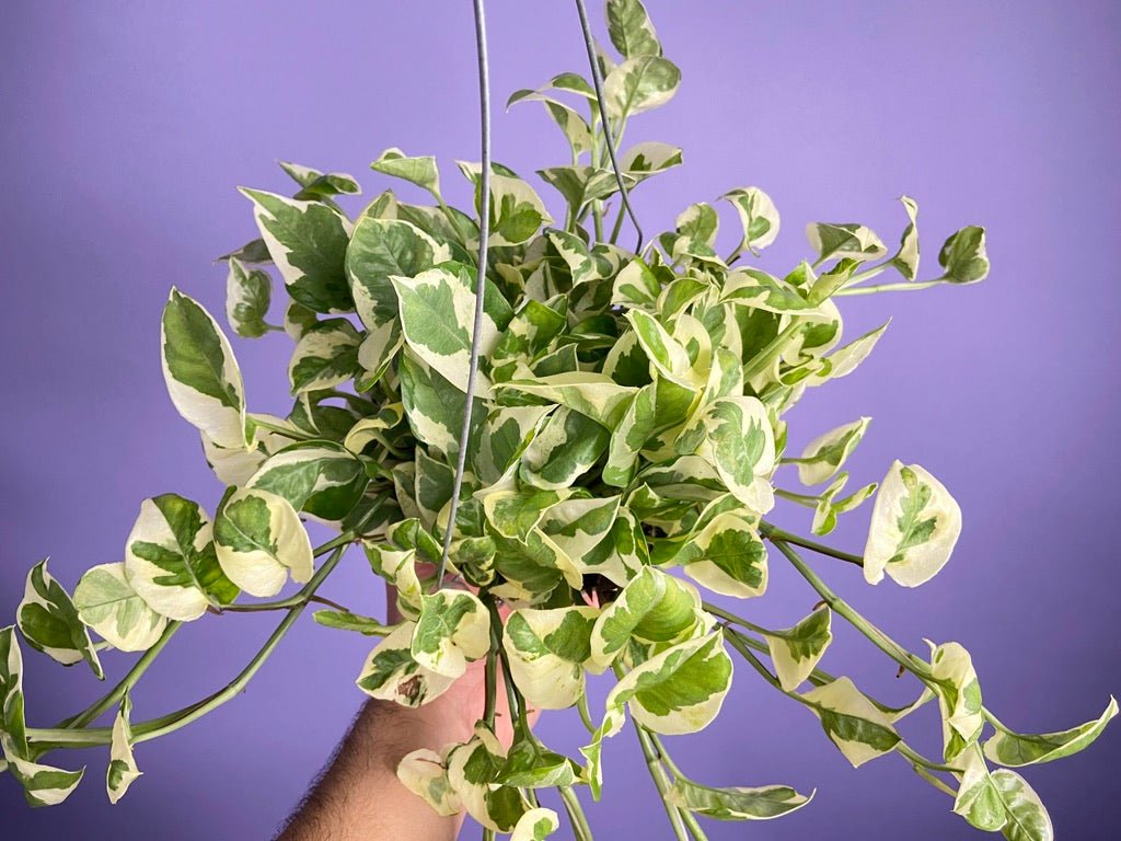 Pothos "N Joy" - 6" (Hanging) - The Succulent City