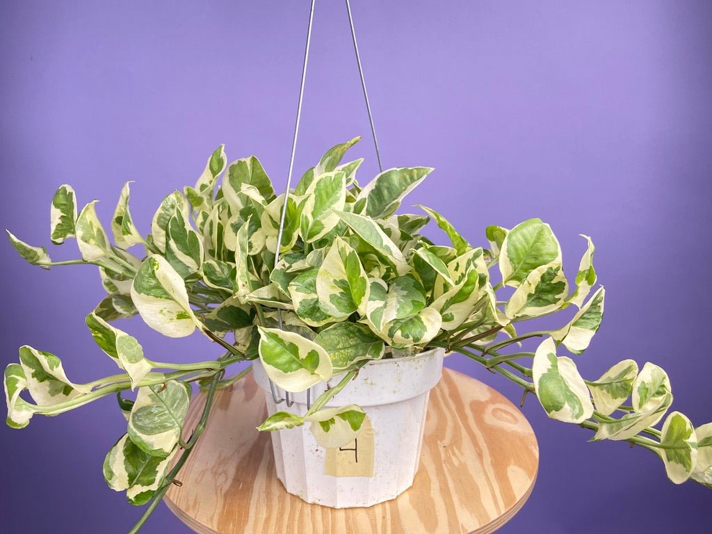 Pothos "N Joy" - 6" (Hanging) - The Succulent City