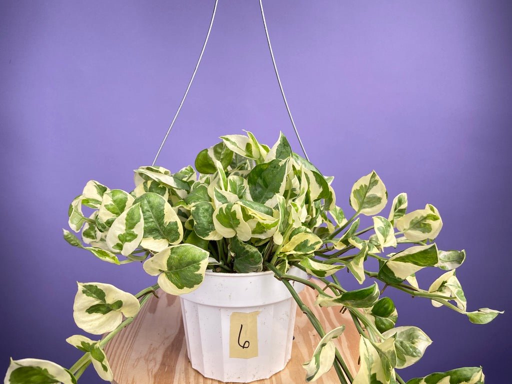 Pothos "N Joy" - 6" (Hanging) - The Succulent City