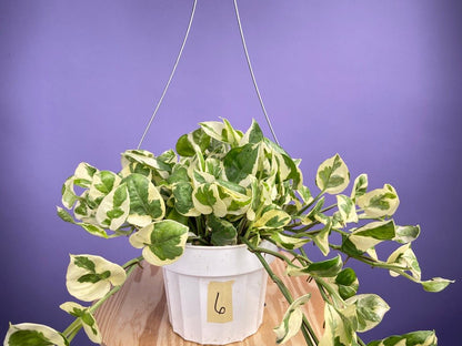 Pothos "N Joy" - 6" (Hanging) - The Succulent City