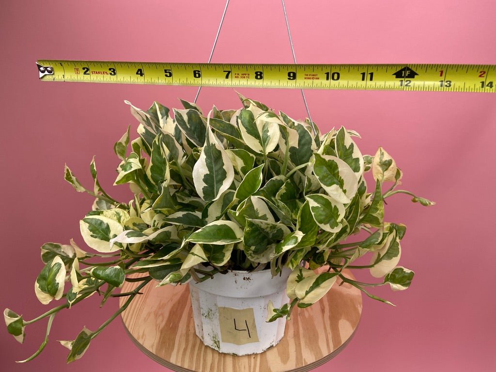 Pothos "N Joy" - 6" (Hanging) - The Succulent City