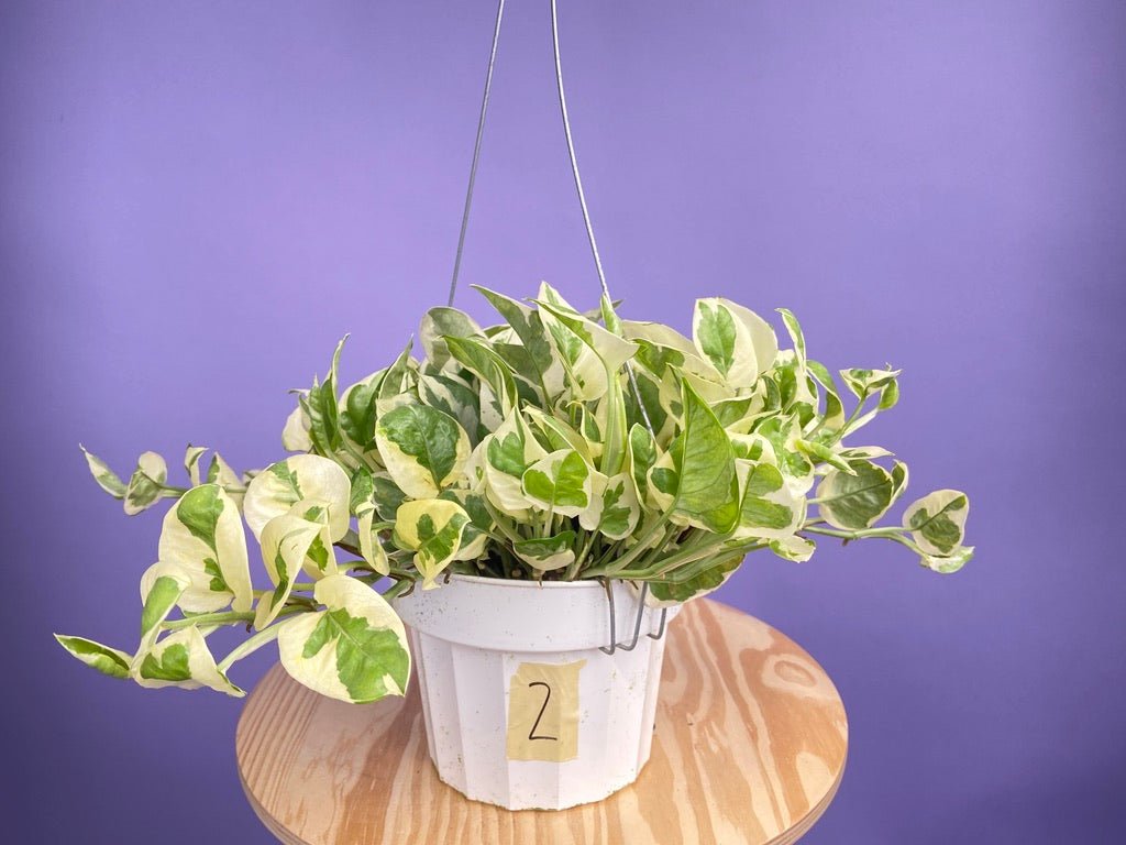 Pothos "N Joy" - 6" (Hanging) - The Succulent City