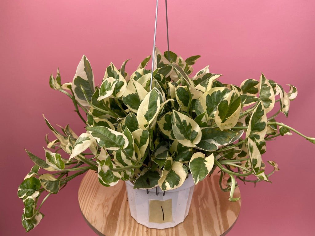 Pothos "N Joy" - 6" (Hanging) - The Succulent City