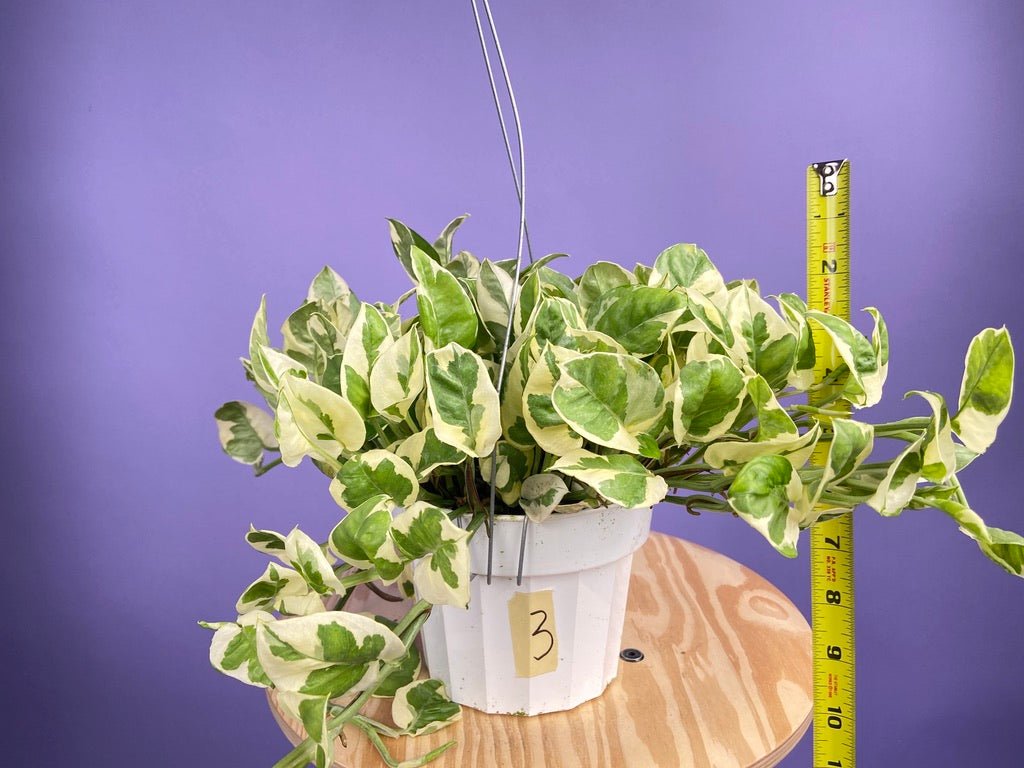 Pothos "N Joy" - 6" (Hanging) - The Succulent City