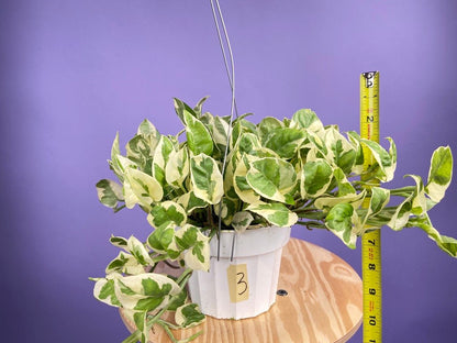 Pothos "N Joy" - 6" (Hanging) - The Succulent City