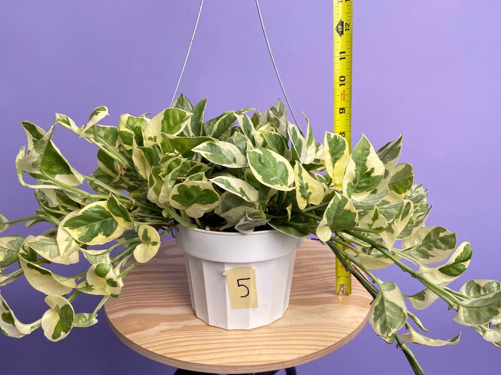 Pothos "N Joy" - 6" (Hanging) - The Succulent City