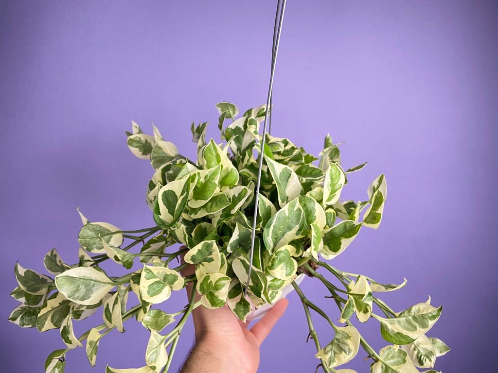 Pothos "N Joy" - 6" (Hanging) - The Succulent City