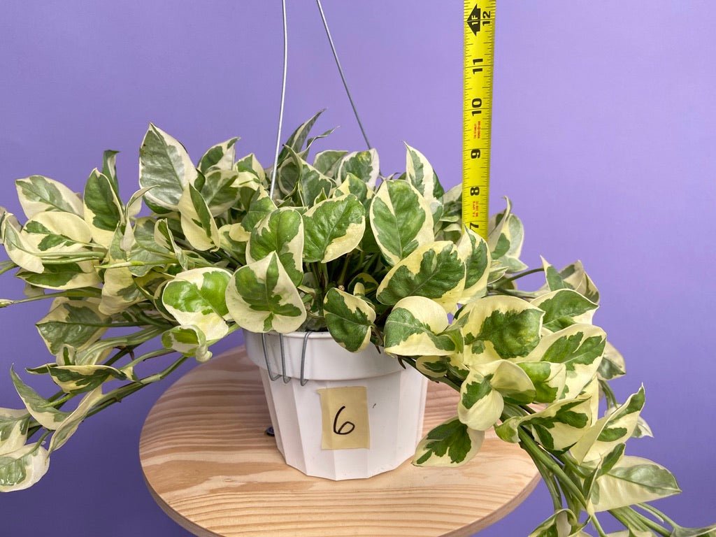 Pothos "N Joy" - 6" (Hanging) - The Succulent City