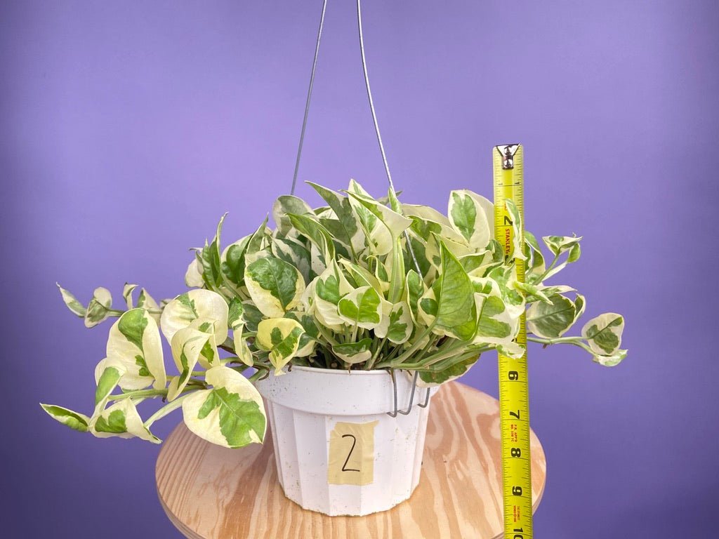 Pothos "N Joy" - 6" (Hanging) - The Succulent City