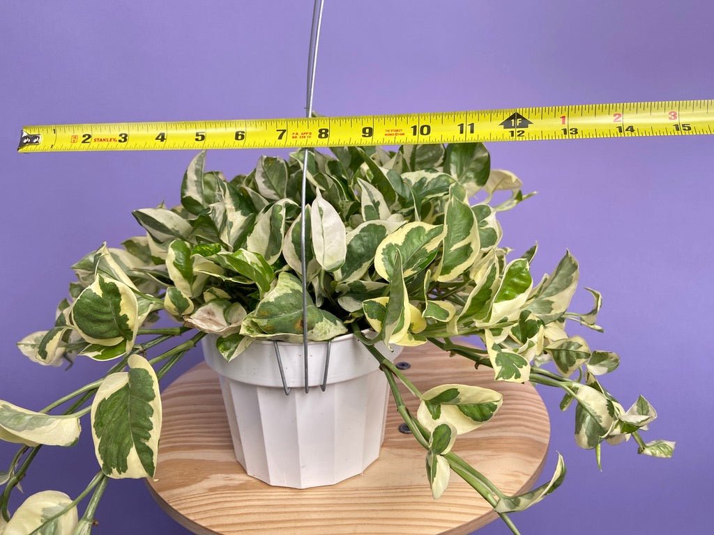 Pothos "N Joy" - 6" (Hanging) - The Succulent City