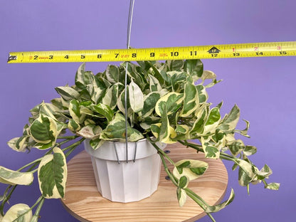 Pothos "N Joy" - 6" (Hanging) - The Succulent City