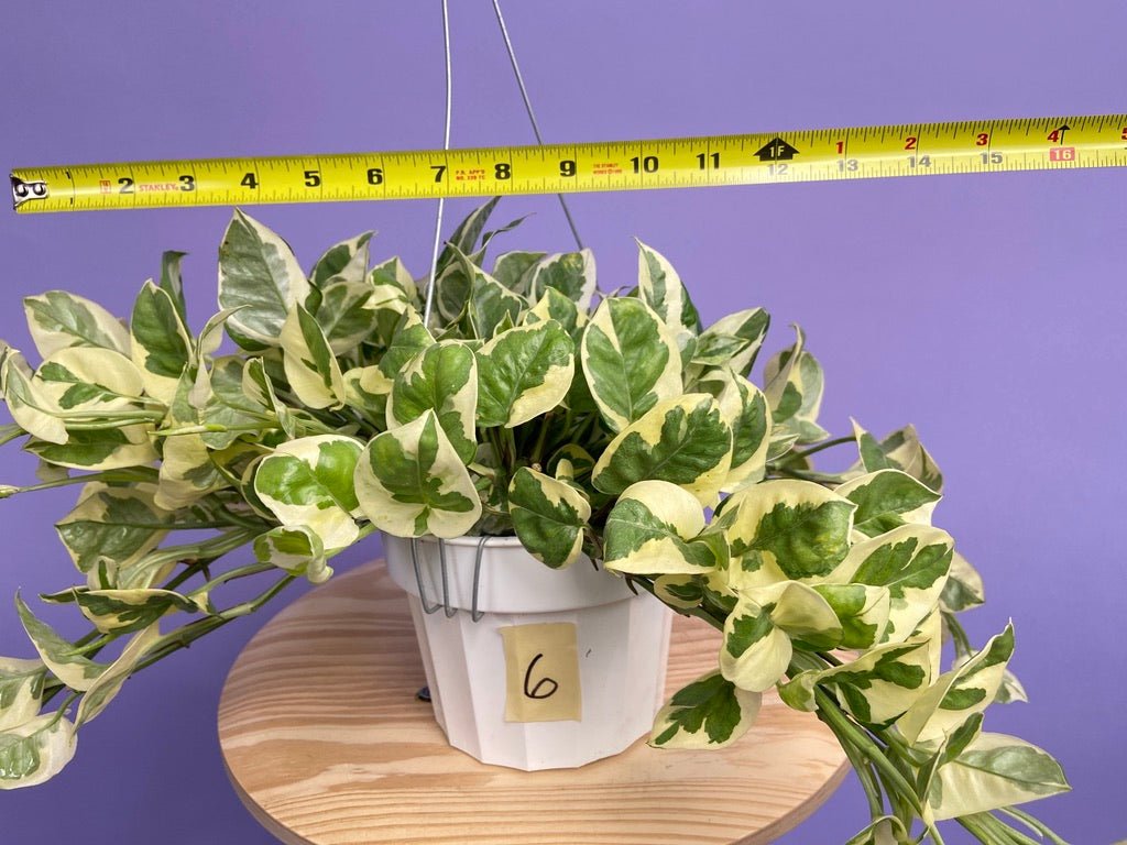 Pothos "N Joy" - 6" (Hanging) - The Succulent City
