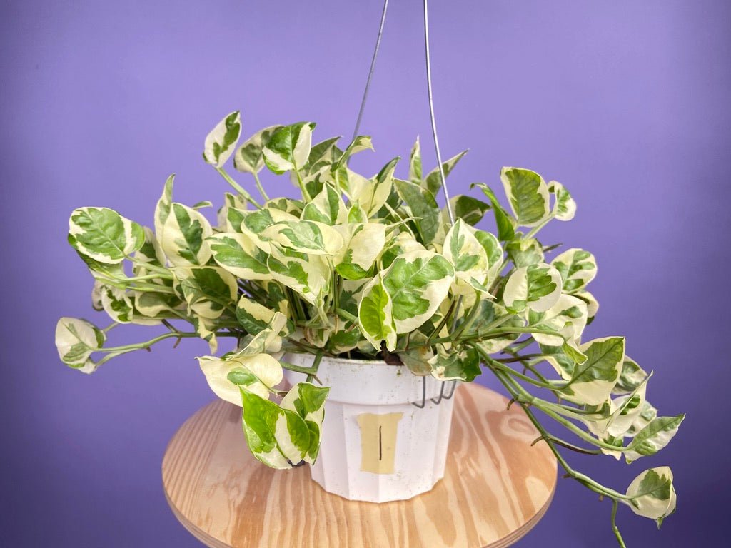Pothos "N Joy" - 6" (Hanging) - The Succulent City
