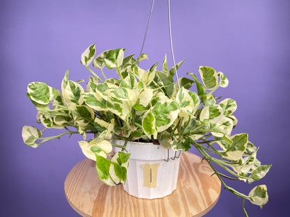 Pothos "N Joy" - 6" (Hanging) - The Succulent City