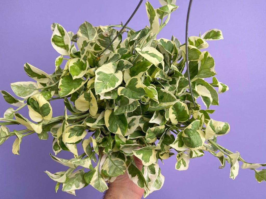 Pothos "N Joy" - 6" (Hanging) - The Succulent City