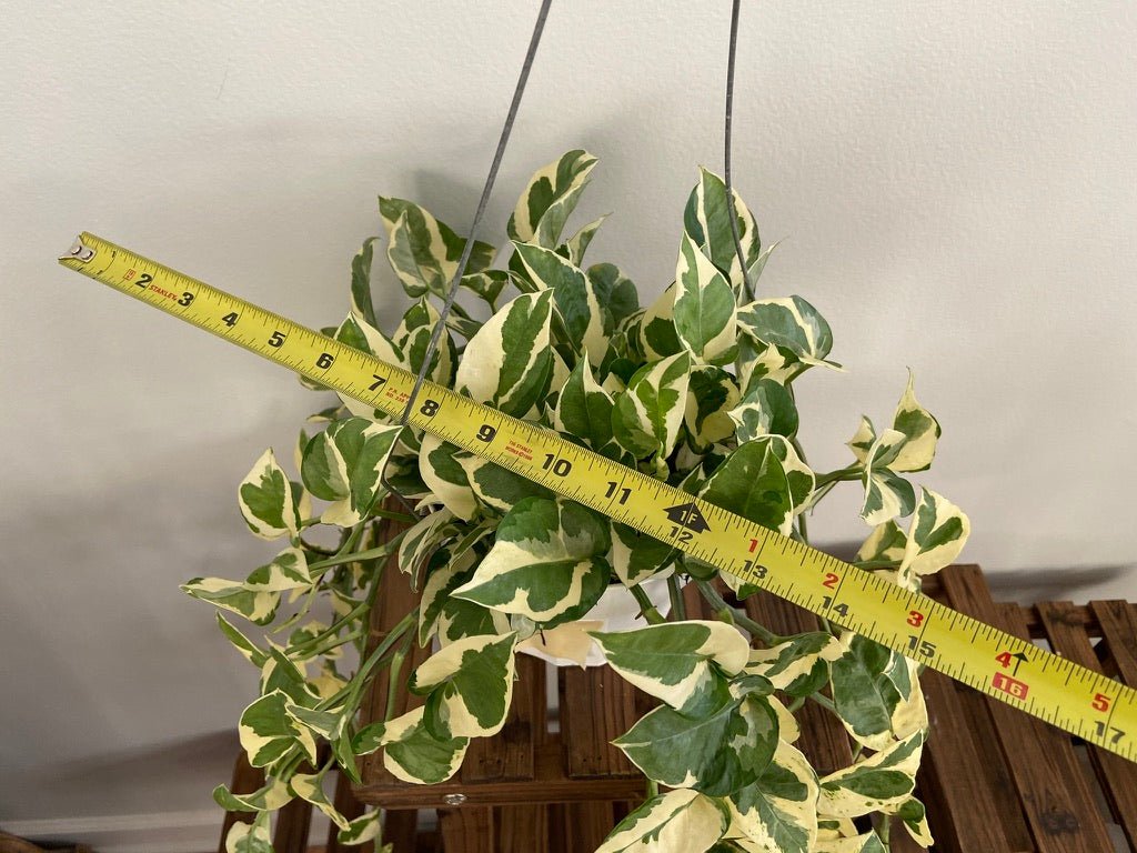 Pothos "N Joy" - 6" (Hanging) - The Succulent City