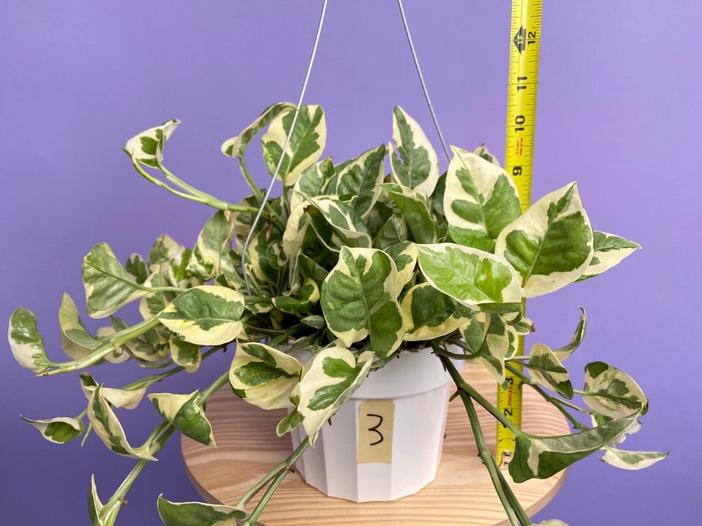 Pothos "N Joy" - 6" (Hanging) - The Succulent City