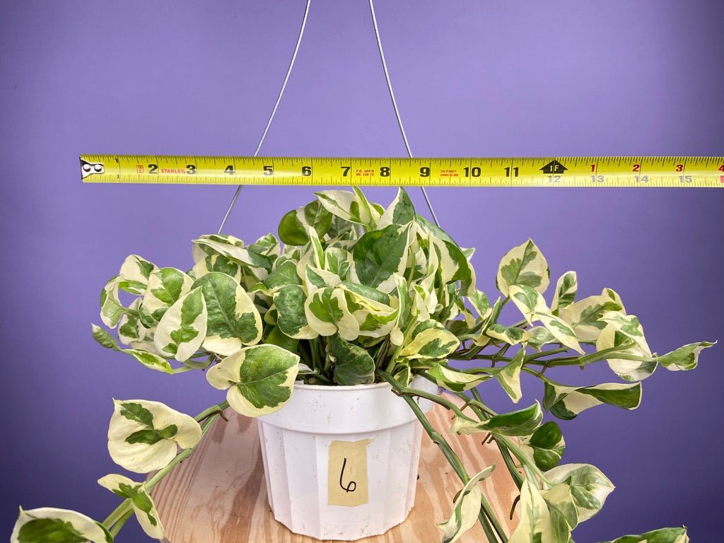Pothos "N Joy" - 6" (Hanging) - The Succulent City