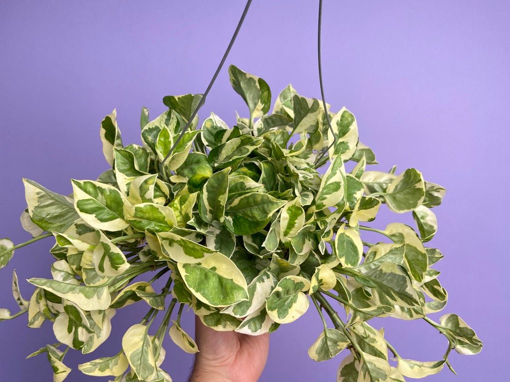 Pothos "N Joy" - 6" (Hanging) - The Succulent City
