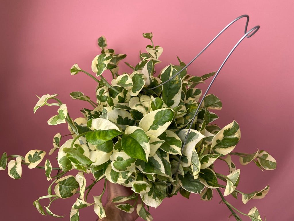 Pothos "N Joy" - 6" (Hanging) - The Succulent City