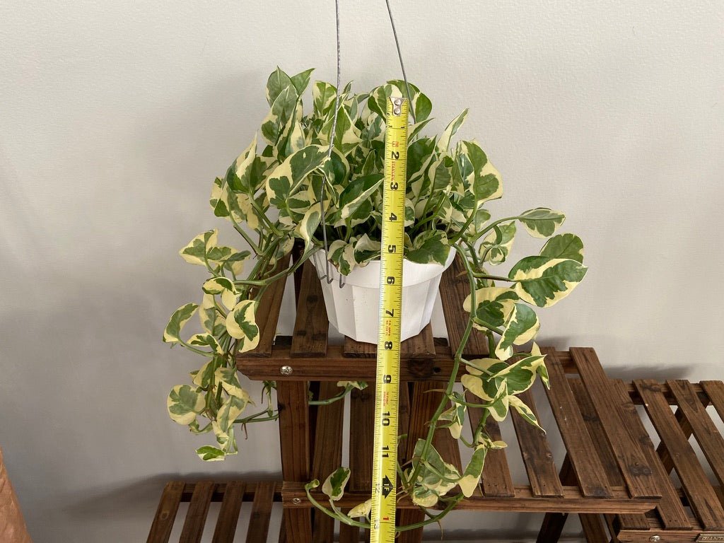 Pothos "N Joy" - 6" (Hanging) - The Succulent City