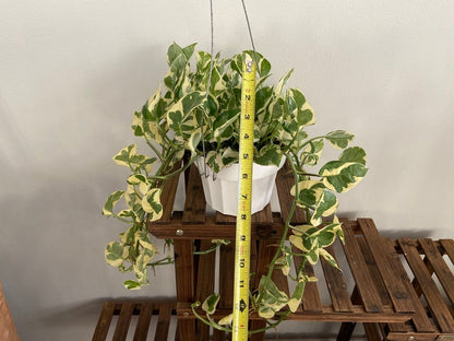 Pothos "N Joy" - 6" (Hanging) - The Succulent City