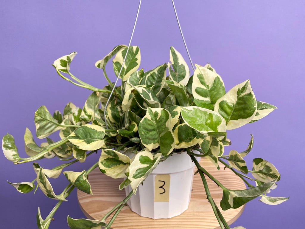 Pothos "N Joy" - 6" (Hanging) - The Succulent City