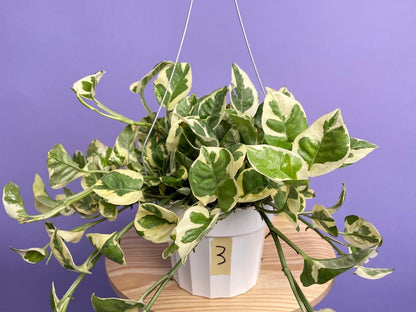 Pothos "N Joy" - 6" (Hanging) - The Succulent City