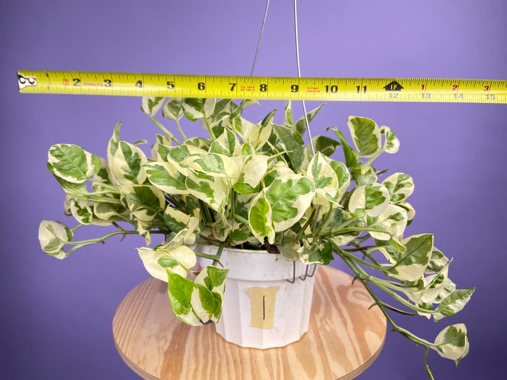 Pothos "N Joy" - 6" (Hanging) - The Succulent City