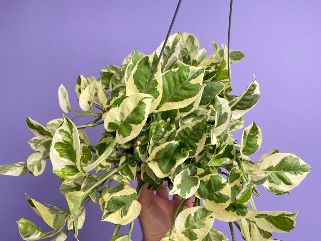 Pothos "N Joy" - 6" (Hanging) - The Succulent City