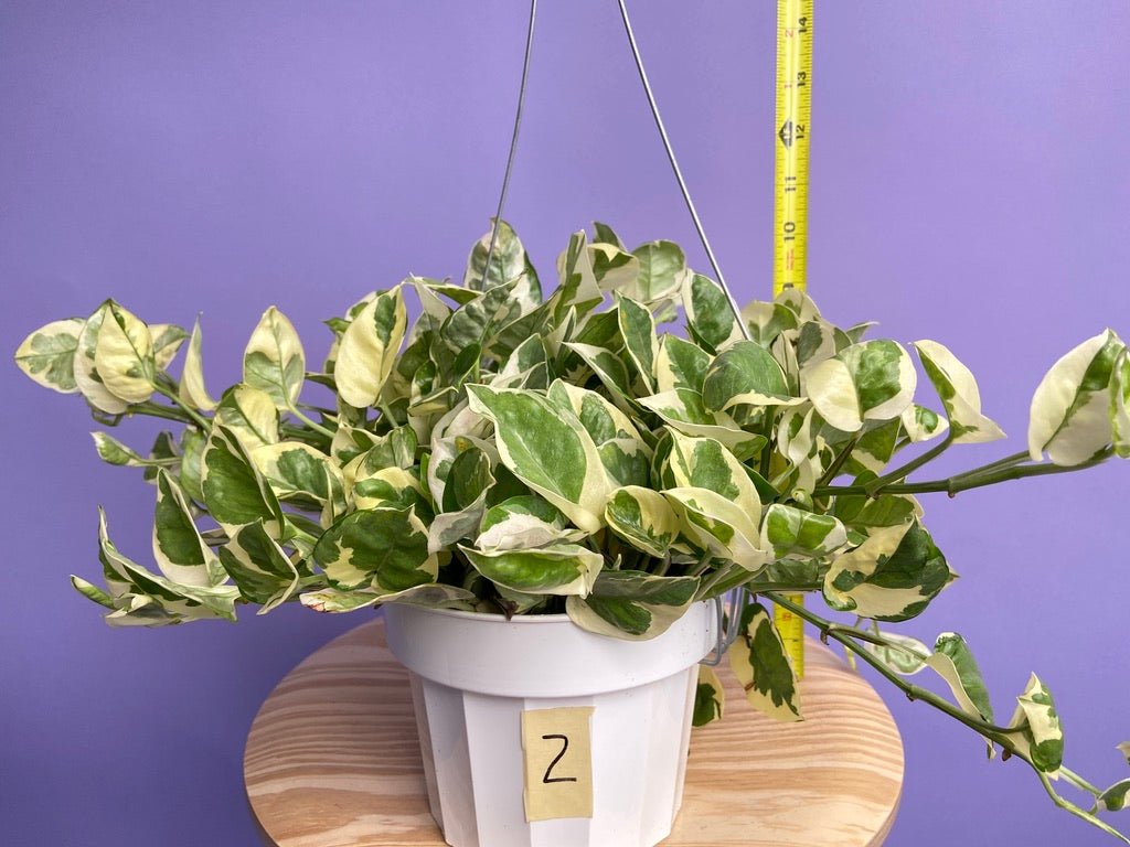 Pothos "N Joy" - 6" (Hanging) - The Succulent City