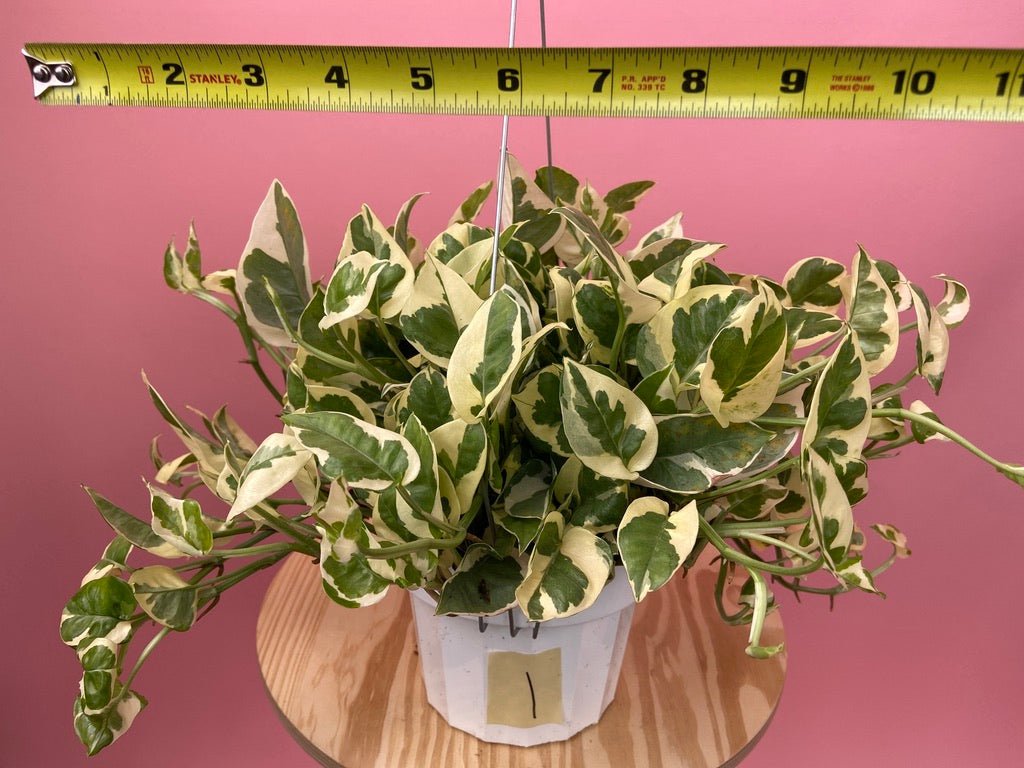 Pothos "N Joy" - 6" (Hanging) - The Succulent City
