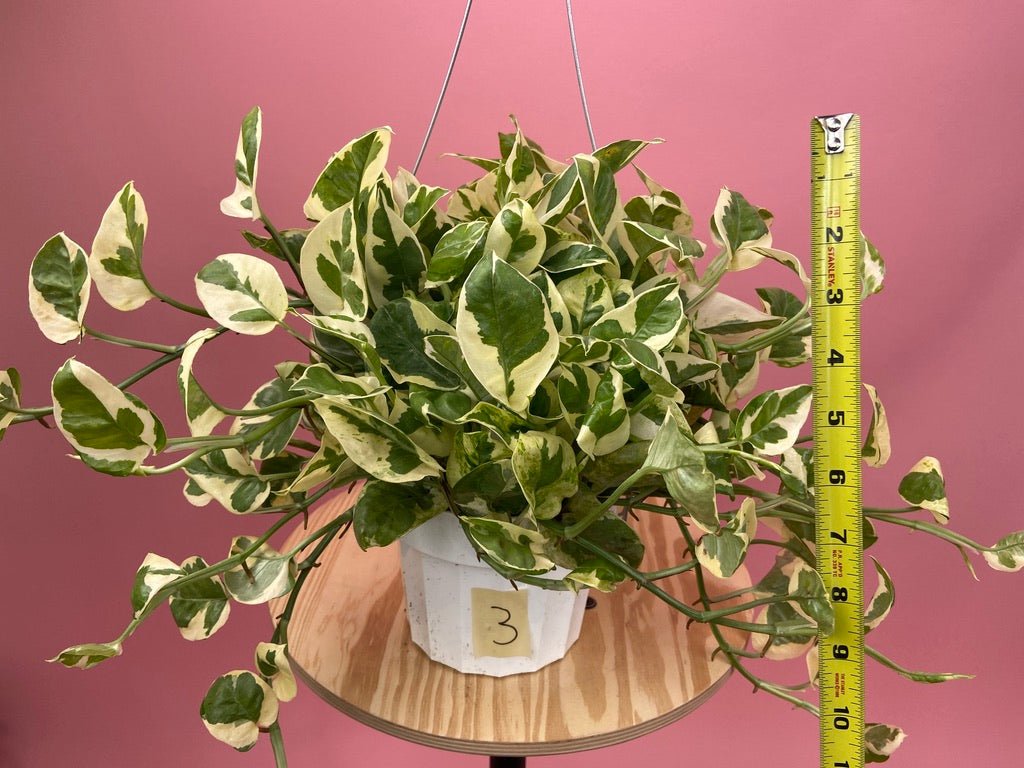 Pothos "N Joy" - 6" (Hanging) - The Succulent City