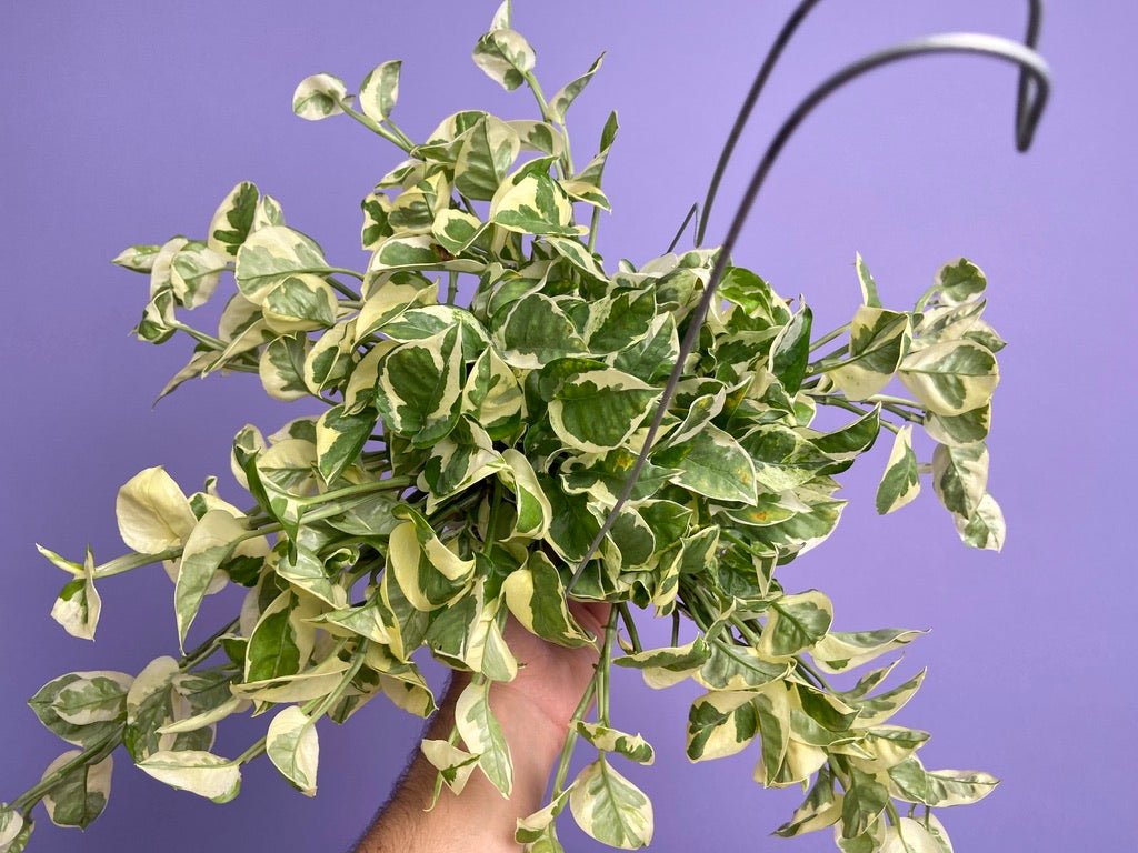 Pothos "N Joy" - 6" (Hanging) - The Succulent City
