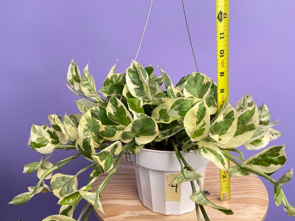 Pothos "N Joy" - 6" (Hanging) - The Succulent City