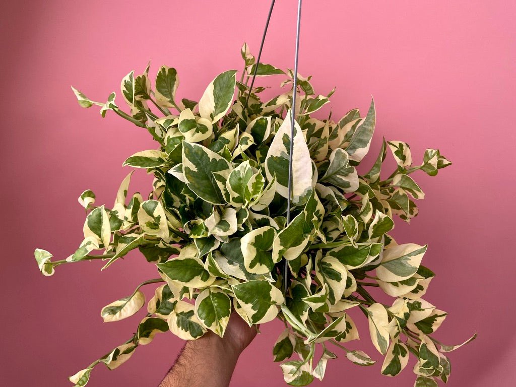 Pothos "N Joy" - 6" (Hanging) - The Succulent City