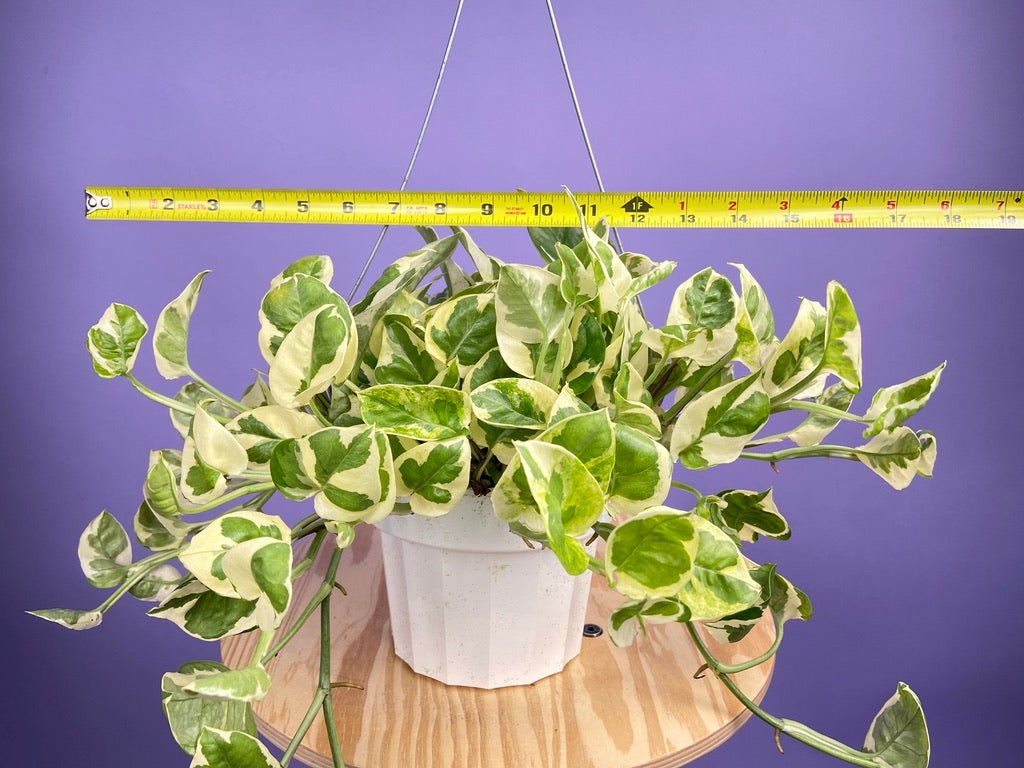 Pothos "N Joy" - 6" (Hanging) - The Succulent City