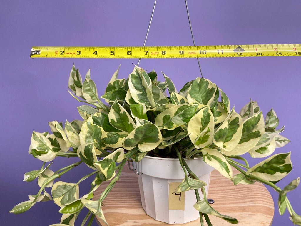 Pothos "N Joy" - 6" (Hanging) - The Succulent City