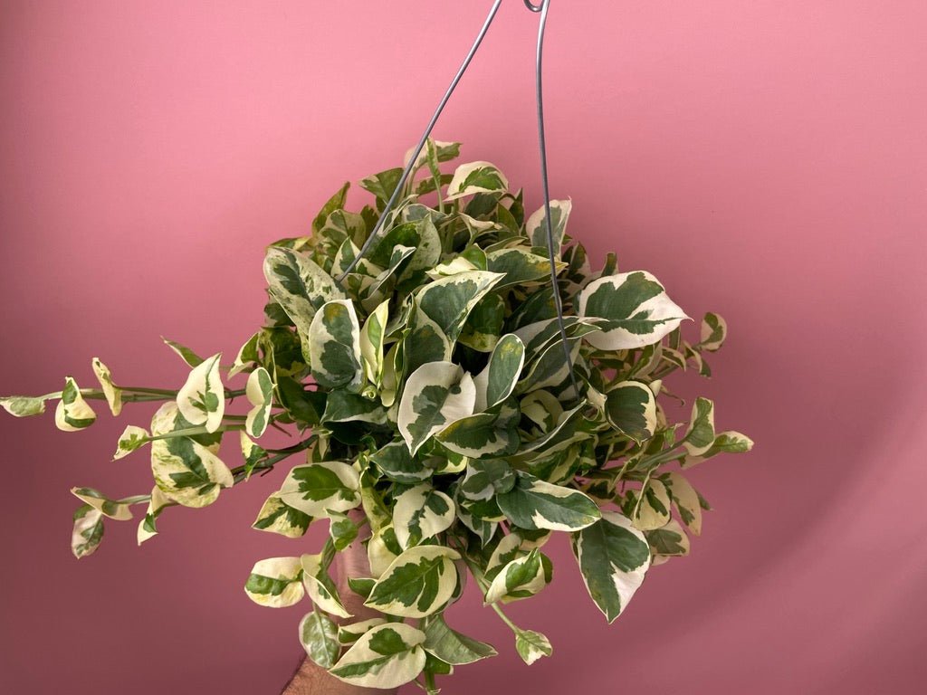 Pothos "N Joy" - 6" (Hanging) - The Succulent City