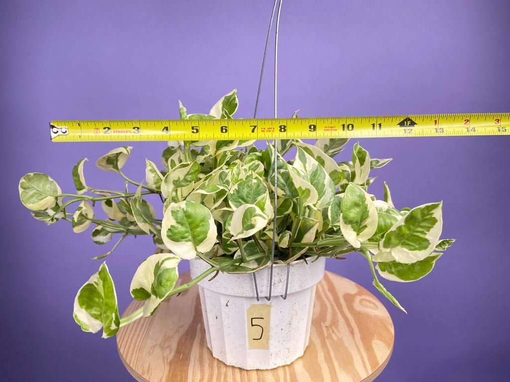 Pothos "N Joy" - 6" (Hanging) - The Succulent City