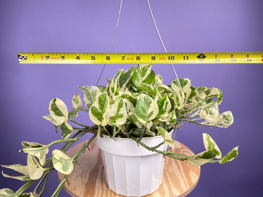 Pothos "N Joy" - 6" (Hanging) - The Succulent City