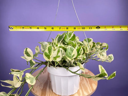 Pothos "N Joy" - 6" (Hanging) - The Succulent City
