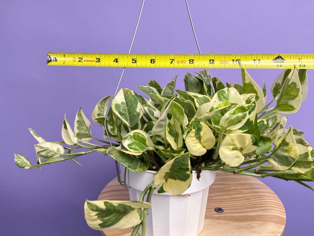 Pothos "N Joy" - 6" (Hanging) - The Succulent City