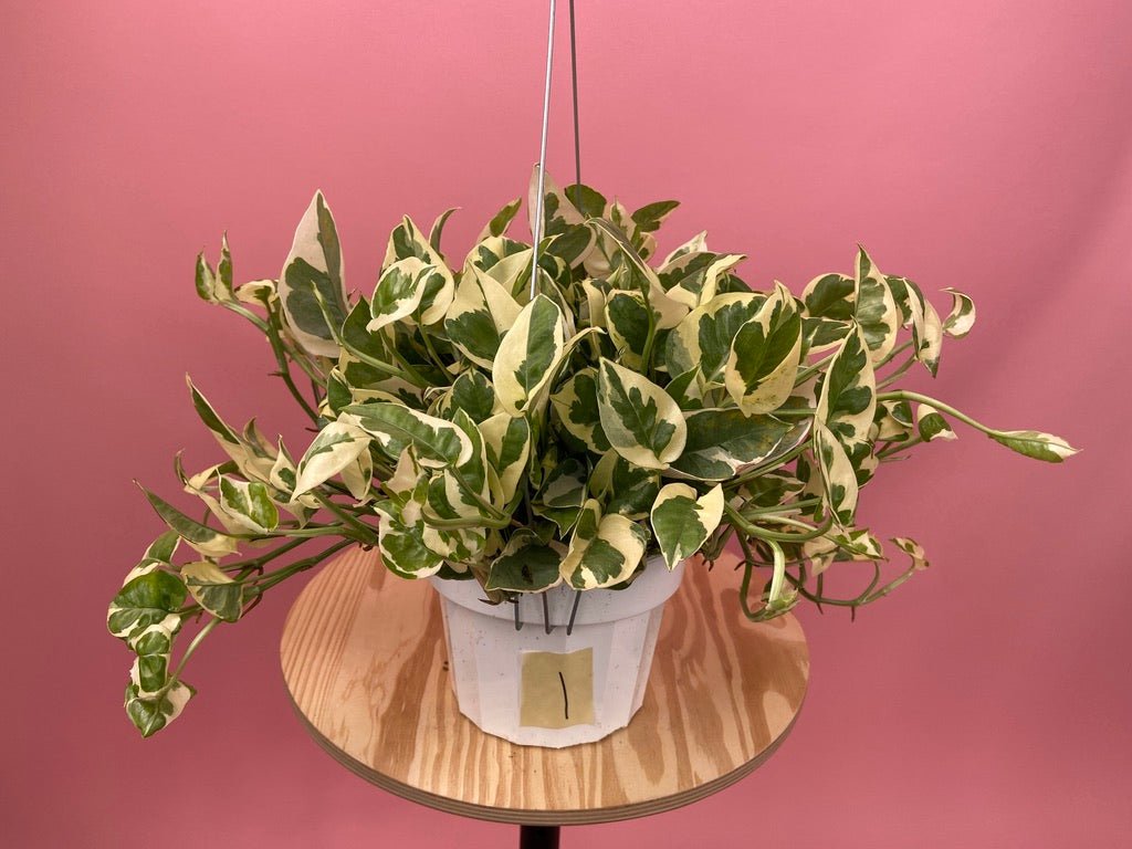 Pothos "N Joy" - 6" (Hanging) - The Succulent City